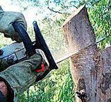 Best Firewood Processing and Delivery  in Nipomo, CA