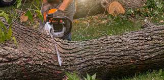 Best Storm Damage Tree Cleanup  in Nipomo, CA