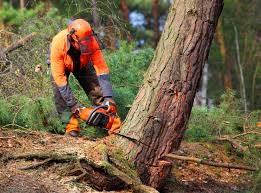 Best Emergency Tree Removal  in Nipomo, CA