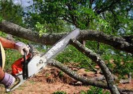 Best Root Management and Removal  in Nipomo, CA
