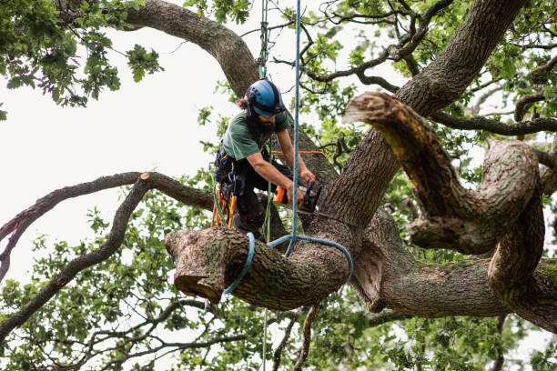 How Our Tree Care Process Works  in  Nipomo, CA