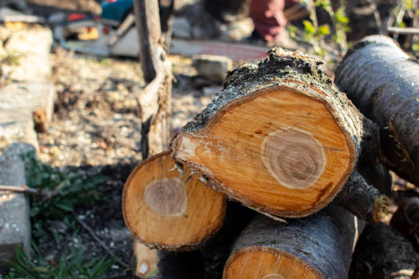 Trusted Nipomo, CA Tree Care Experts