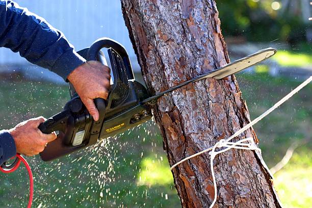 Best Tree Maintenance Programs  in Nipomo, CA