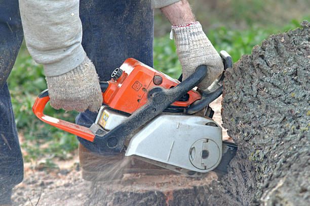 Best Tree Mulching  in Nipomo, CA