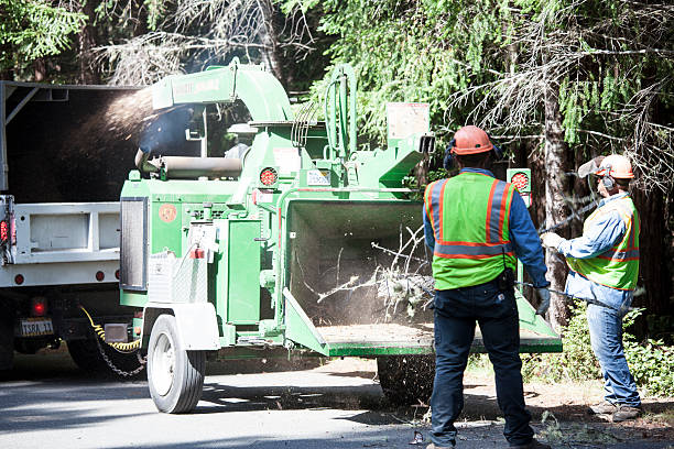 Best Tree Health Inspection  in Nipomo, CA