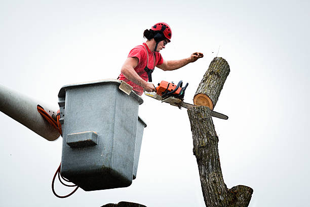 Best Utility Line Clearance  in Nipomo, CA