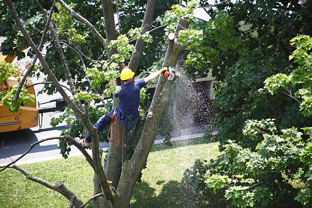 Best Arborist Consultation Services  in Nipomo, CA