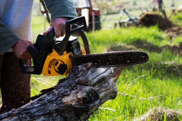 Best Lawn Renovation and Restoration  in Nipomo, CA